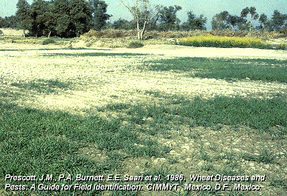 http://www.greengenes.cit.cornell.edu/wheat_diseases/101.gif